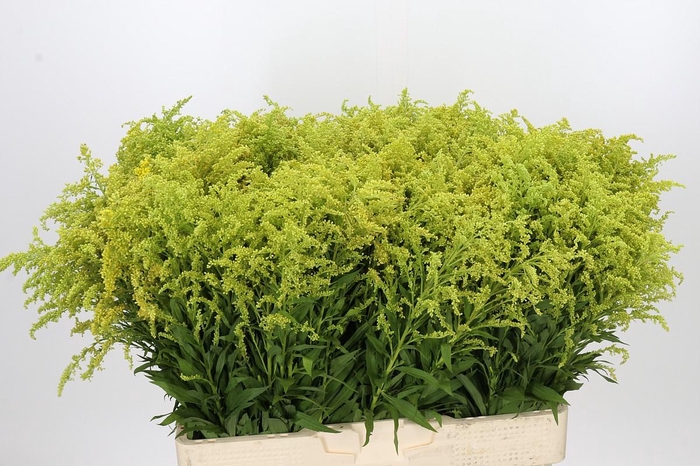 Solidago Tara Gold Buiten
