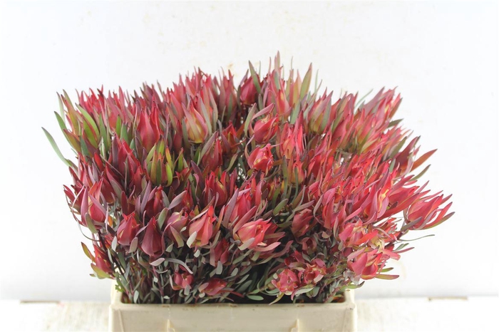 <h4>Leucad Fireglow X 5</h4>