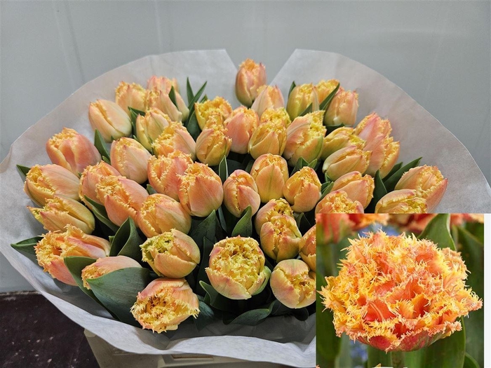 <h4>Tu Fr Brisbane</h4>