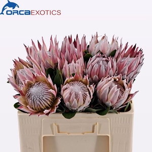 Protea Cynaroides