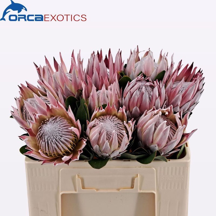 <h4>Protea Cynaroides</h4>