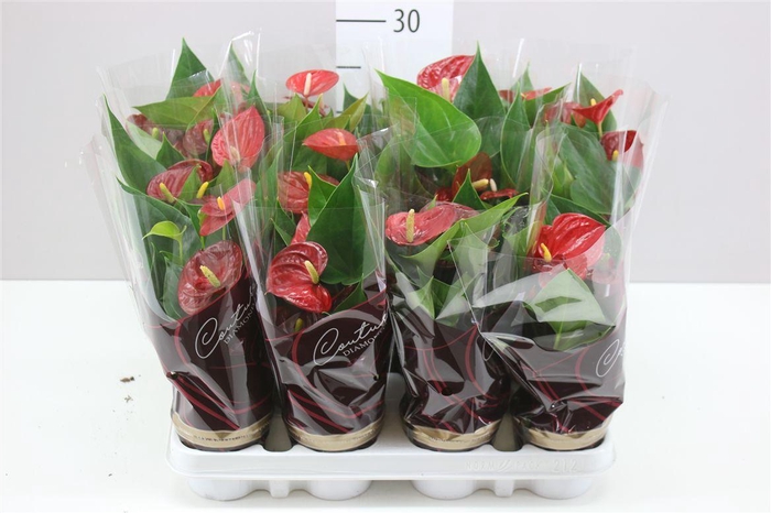 <h4>Anth An Diamond Red</h4>