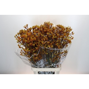 Anigozanthos Gold Fever