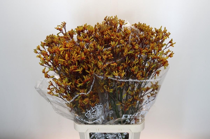 Kangaroo Paw Gold Fever