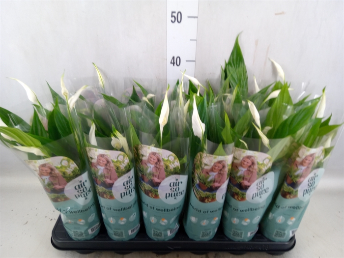 <h4>Spathiphyllum  'Pearl Cupido'</h4>