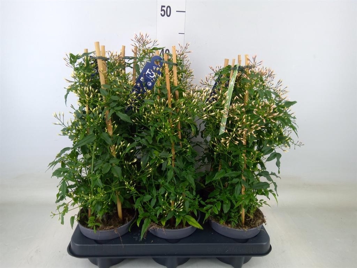 <h4>Jasminum polyanthum</h4>