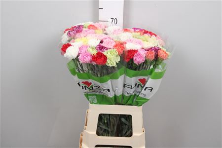 <h4>Di St Rainbow Mix</h4>