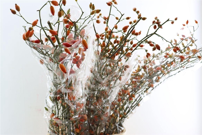 <h4>Rosa Zaffiro 120cm Ptk</h4>