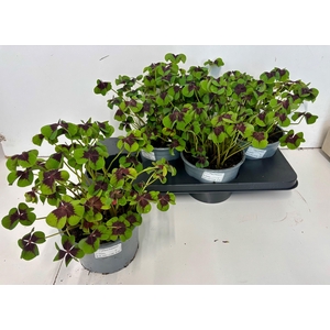 OXALIS DEPPEI