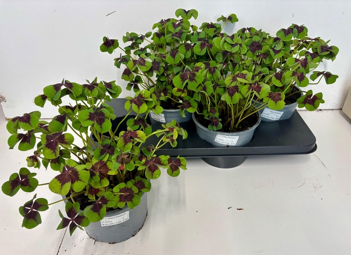 <h4>OXALIS DEPPEI</h4>
