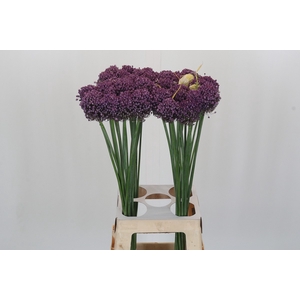 Allium Pink Lady