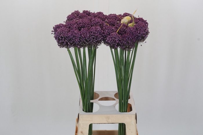<h4>Allium Pink Lady</h4>