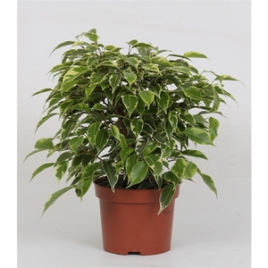 Ficus benjamina Kinky