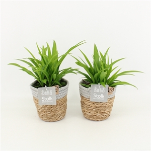 Chlorophytum Lemon in Basket