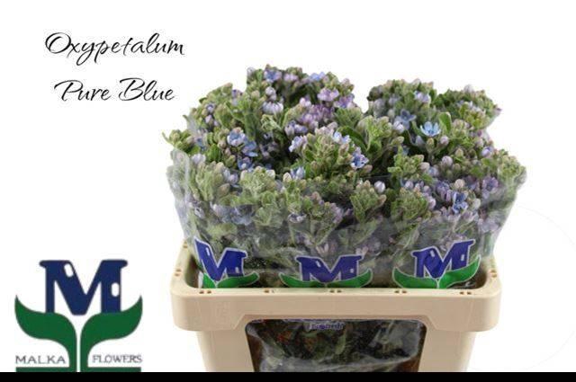 <h4>Oxy Co Tan Pure Blu</h4>