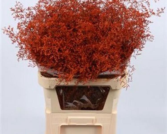 Limonium Beltlaard Klb Orange