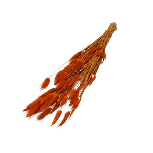 Dried flowers Lagurus 60cm 50g