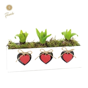 (3933) Hyacint Tree for the Heart 3PP Mos