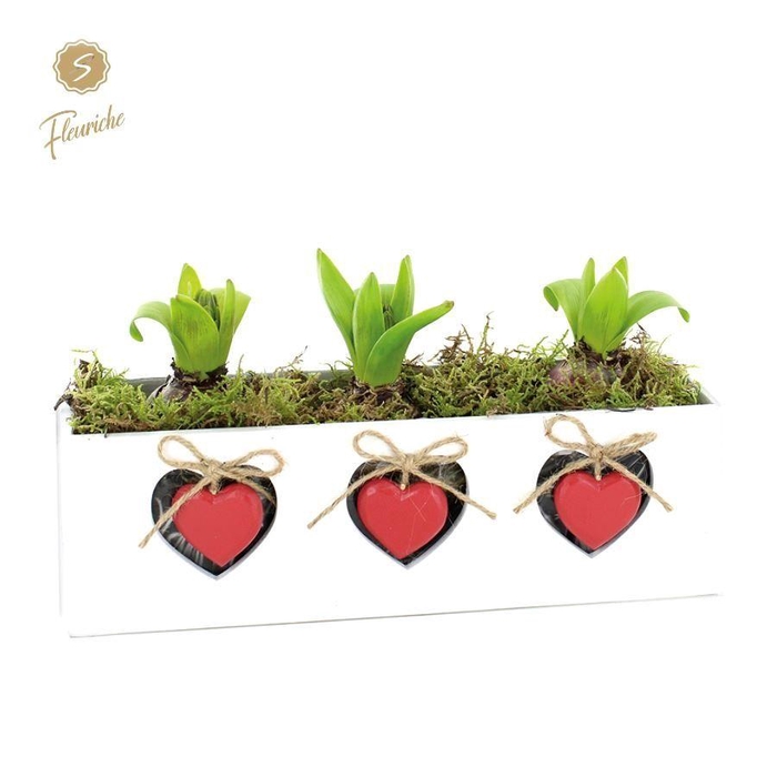 <h4>(3933) Hyacint Tree for the Heart 3PP Mos</h4>