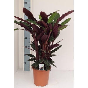Calathea rufibarba