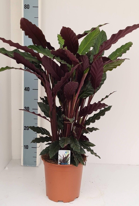 <h4>Calathea rufibarba</h4>