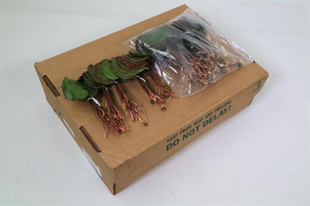 <h4>GALAX X100</h4>