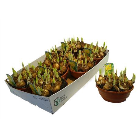 <h4>Narcis Tete A Tete In Schaaltje</h4>