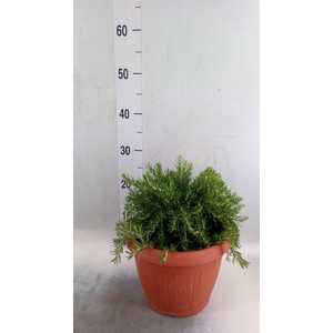 Rosmarinus offi. 'Prostratus'