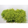 Solidago Tara Gold