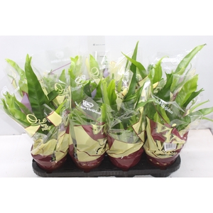ASPLENIUM CRISSIE P14