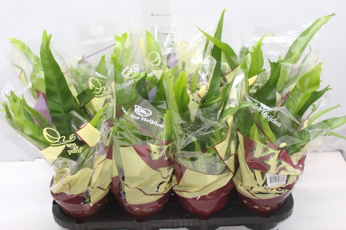 ASPLENIUM CRISSIE P14