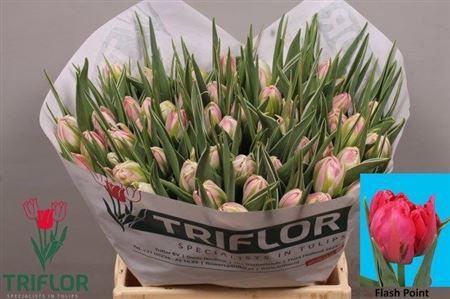 <h4>Tu Du Flash Point</h4>