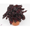 Begonia rex Etna