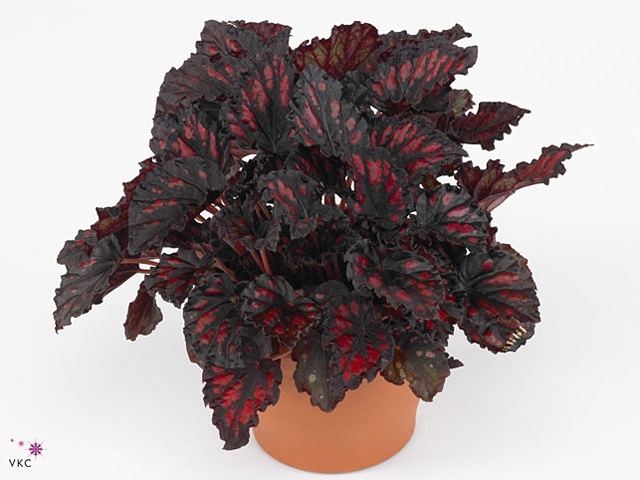 Begonia rex Etna