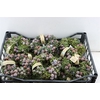 Wr Sierfruit Juniperus 20cm Cone Mix