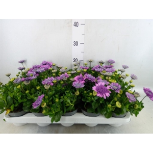 Osteospermum  '3D Pink'