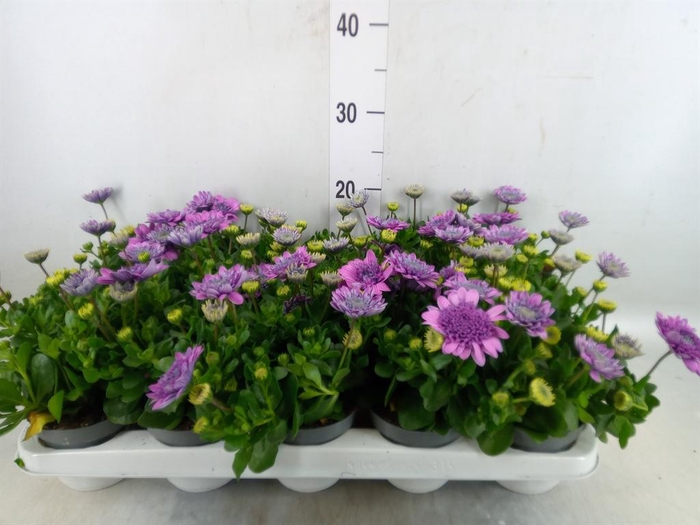 <h4>Osteospermum  '3D Pink'</h4>