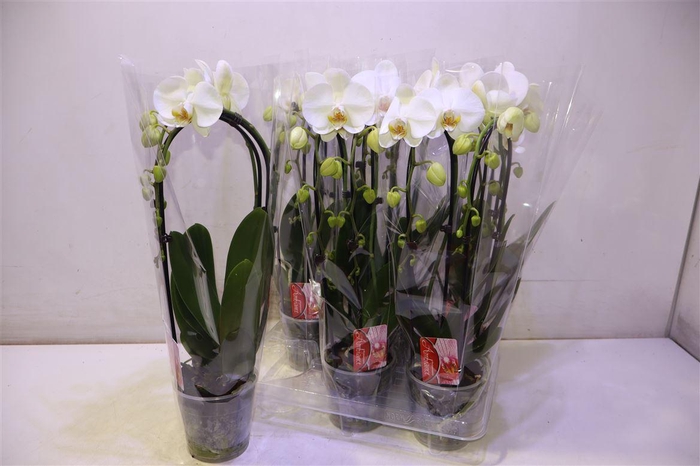 <h4>Phal El Cascade</h4>