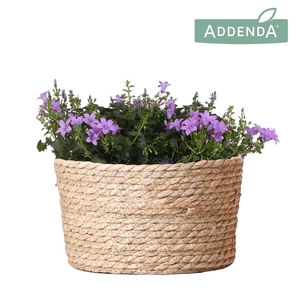 Campanula Addenda Ambella lavender in Reed Basket
