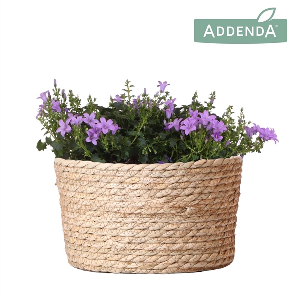 <h4>Campanula Addenda Ambella lavender in Reed Basket</h4>