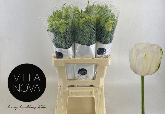 <h4>TU DU MAUREEN DOUBLE</h4>