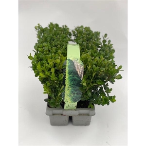 Buxus Newgen Freedom 6-pack