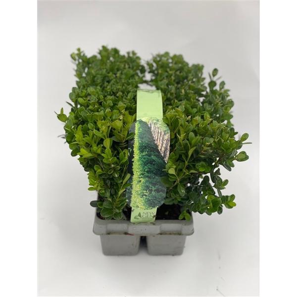 <h4>Buxus Newgen Freedom 6-pack</h4>