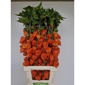 Physalis Lampion Tak 90cm