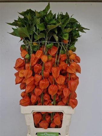 <h4>Physalis Lampion Tak 90cm</h4>
