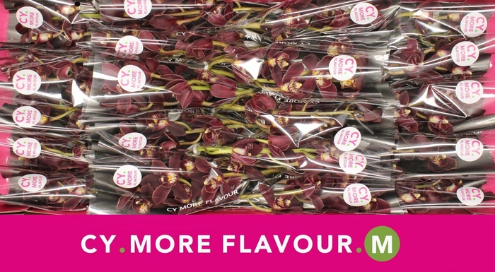 <h4>Mini cymbidium 'Madelon' 40 cm</h4>