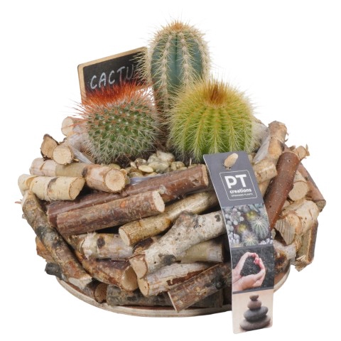 <h4>PTCT3878 Arrangementen Cactus</h4>