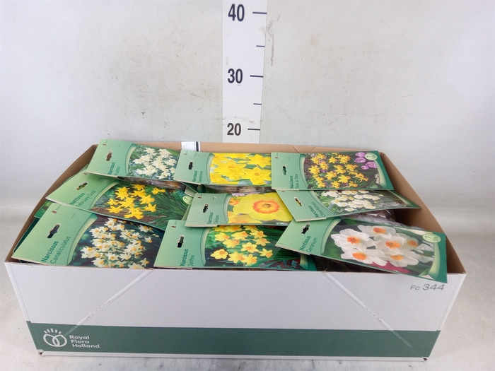 <h4>Narcissus   ...flowerbulbs</h4>