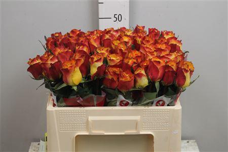 <h4>R Gr Downtown!</h4>