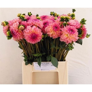 Dahl Zalm Rose